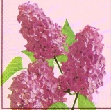 Traumhafter Flieder-Zweig - Gorgeous lilac branch - Magnifique lilas branche