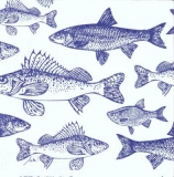 Viele blaue Fische - Many blue fish - Beaucoup de poissons bleu