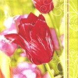 Traumhafte Tulpe mit dezenten Schmetterlingen - Wonderful tulip with subtle butterflies - Tulipe magnifique avec des papillons subtils