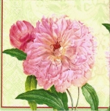 Wunderschön erblühte Pfingstrosen, Farmers Rose - Beautifully blossomed peonies - Pivoines joliment fleuri