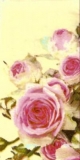 Rosa Rosen - Pink Roses - Roses