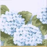Schöne große Hortensie blau - Beautiful large hydrangea - Belle grande hortensia