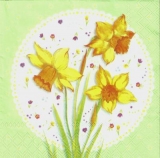 Wunderschöne Narzissen auf Blümchendecke grün - Beautiful daffodils on flower ceiling - Belles jonquilles sur le plafond