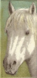 Weißes Pferd - White Horse - Cheval blanc
