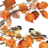 Vögel / Kohlmeisen auf herbstlichen Baum - Birds on autumn tree - Oiseaux sur larbre dautomne