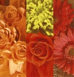 Bunte Blumenmischung - Colorful Flowers Mix - Mélange de Fleurs colorées