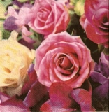 Wunderschöne bunte Rosen - Beautiful colorful roses - Belles roses colorées