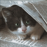 Kleine Katze unter der Zeitung - Little cat among the newspaper - Petit chat dans le journal