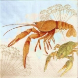 Wunderschöne Krebse - Beautiful crayfish - Belles crabes
