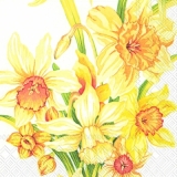 Wunderschöne Narzissen - Beautiful Daffodils - Belles jonquilles