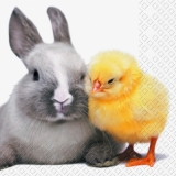 Hase & Küken - Bunny & Chick - Lièvre & poussin