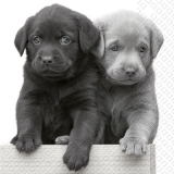 Süße Hunde-Welpen - Sweet puppy dogs - Doux chiot