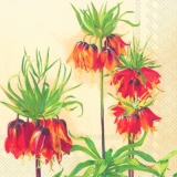 Wunderschöne Kaiserkrone, Schachblume, Fritillaria imperialis - Beautiful fritillary - Belle fritillary