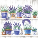 Blumentöpfe mit Lavendel, Margeriten..... - Flower pots with lavender, daisies..... - Pots de fleurs de lavande, des marguerites