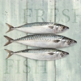 Fische, Sardinen - Fish, sardines - Poissons, sardines