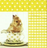 Süßes Häschen in Tasse - Sweet Bunny in cup - Lapin douce dans la tasse