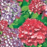 Hortensienfarbenpracht - Hydrangea colors - Couleurs de lhortensia