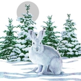 Schneehase - Arctic Hare - Lièvre arctique