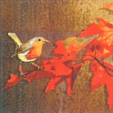 Kleines Rotkehlchen - Little Robin - Petit Robin