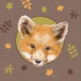 Kleiner Fuchs - Little Fox - Petit renard