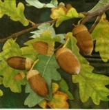 Prächtige Eicheln - Magnificent acorns - Glands magnifiques