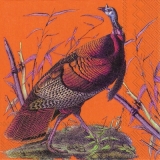 Truthahn - Wild turkey - Le dindon sauvage