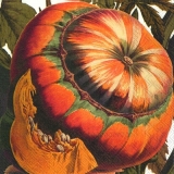 Farbenprächtiger Kürbis - Colorful pumpkin - Citrouille coloré