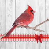 Hübscher Vogel - Cardinal, pretty Bird - Oiseau joli