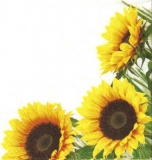 Sonnenblumenblütenrahmen - Sunflower blossom frame - Cadre de fleurs de tournesols