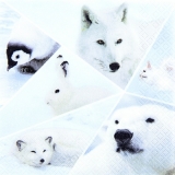 Schneehase, Eisbär, Schneefuchs, Pinguin... - White hare, polar bear, white fox, penguin..- Lièvre de neige, ours polaire, renard de neige, pingouin...