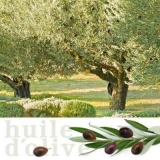 Oliven, Olivenbäume - Olives, olive trees - Olives, oliviers