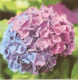 Hübsche, 2-farbige Hortensie - Pretty, 2-coloured Hydrangea - Jolie, hortensia 2 couleur