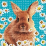 Hase & Blümchen - Bunny and flowers - Lapin et fleurs