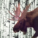 Großer Elch im Wald - Big moose/elk in the forest - Grand élan dans la forêt