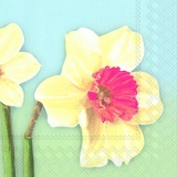 Wunderhübsche Narzissen - Pretty daffodils - jolies jonquilles