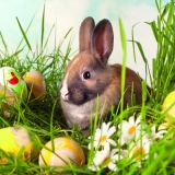 Hase im Gras mit Ostereiern - Rabbit in the grass with Easter eggs - Lapin dans lherbe avec les oeufs de Pâques