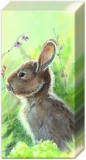Süßes Häschen, Hase im Gras - Cute bunny, rabbit in the meadow - Mignon lapin dans la prairie -
