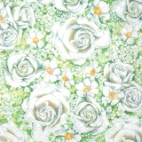 Weiße Rosen - White Roses - Roses blanc