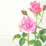 Wunderschönes Erblühen der Rose - Beautiful blooming of Rose - Belle floraison de Rose