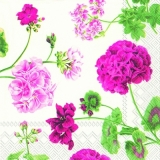 Farbenprächtige Geranien  - Colorful geraniums - Géraniums magnifiques de couleurs