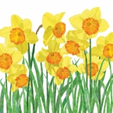 Narzissen, Osterglocken - Daffodils - Jonquilles