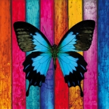 Schmetterling vor buntem Holz - Butterfly & coloured wood - Papillon + au bois multicolore