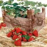 Holzkiste, Erdbeeren - Wooden box, strawberries - Caisse de bois, fraises