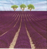 3 Bäume an großem Lavendelfeld - 3 trees in big lavender field - 3 arbres au grand champ de lavande