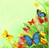 Schmetterlinge im Tulpenfeld - Butterflies in tulip field - Papillons dans le champ de tulipes