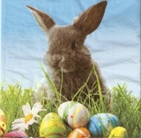 Süßes Häschen; Hase & Ostereier - Cute Bunny & eatser Eggs - Petit lapin mignon; lièvre & oeufs de Pâques
