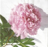 Zartrosa Pfingstrose - Delicate pink peony - Rosâtre la pivoine