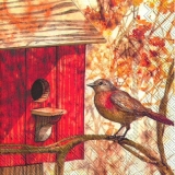 Vogel & Vogelhäuschen - Bird & birdhouse - Oiseau et maison
