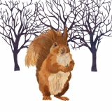 Eichhörnchen im Winter - Squirrel in winter - Ecureuils en hiver