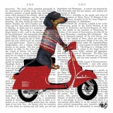 Hund, Dackel, Roller, Zeitung - Dog, dachshund, scooter, newspaper - Chien, teckel, trottinette, journal